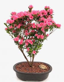 Flowering Rosebud Azalea Bonsai Tree (Rhododendron 'Rosebud')