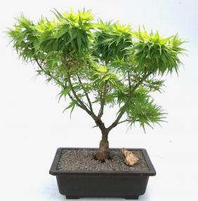 Japanese Green Maple Bonsai Tree (acer palmatum 'Mikawa Yatsubusa')