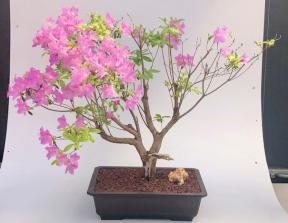 Flowering Korean Azalea Bonsai Tree (Rhododendron var poukhanense 'Compact')