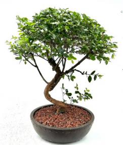 Flowering Sweet Plum Bonsai Tree with Curved Trunk Style (Sageretia Theezans)