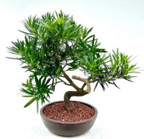 Flowering Podocarpus Bonsai Tree with Curved Trunk Style