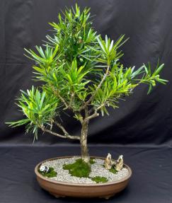 Flowering Podocarpus Bonsai Tree - Podocarpus Macrophyllus