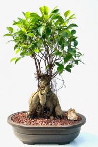 Ginseng Ficus Bonsai Tree (ficus retusa)