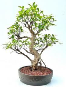 Ficus Retusa Bonsai Tree with Curved Trunk & Tiered Branching