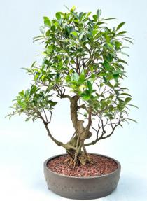 Ficus Retusa Bonsai Tree with Curved Trunk & Tiered Branching