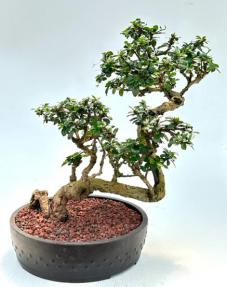 Flowering Fukien Tea Bonsai Tree Semi Cascade Style (Ehretia Microphylla)