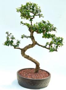 Flowering Fukien Tea Bonsai Tree with Curved Trunk & Tiered Branching (Ehretia Microphylla)
