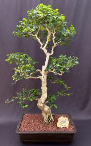Flowering Ligustrum Bonsai Tree with Curved Trunk & Tiered Branching Style (Ligustrum Lucidum)