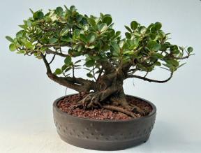 Green Island Ficus Bonsai Tree (ficus microcarpa)