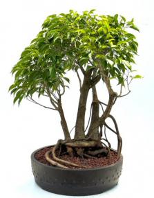 Ficus Philippinensis Bonsai Tree - Exposed Root & Banyan Style