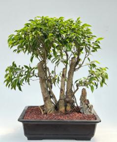 Ficus Philippinensis Bonsai Tree - Exposed Root & Banyan Style