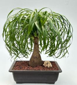 Ponytail Palm Bonsai Tree (Beaucamea Recurvata)