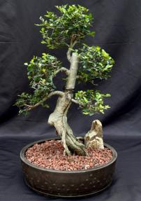 Chinese Elm Bonsai Tree - Ulmus Parvifolia