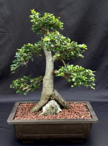 Chinese Elm Bonsai Tree Root Over Rock Style (ulmus parvifolia)