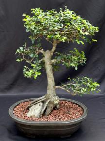 Chinese Elm Bonsai Tree - Root Over Rock Style (Ulmus Parvifolia)