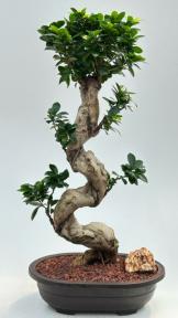 Fruiting Green Emerald Ficus Bonsai Tree with Curved Trunk & Tiered Branching