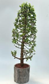 Baby Jade Bonsai Tree - Portulacaria Afra