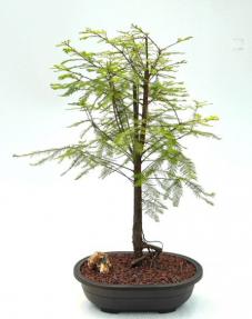 Bald Cypress Bonsai Tree (Taxodium Distichum)