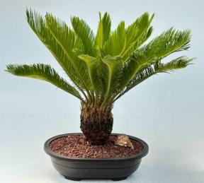 Sago Palm Bonsai Tree (Cycas Revoluta)