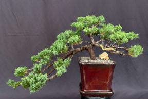 Juniper Bonsai Tree Trained in Jin Style (juniper procumbens 'nana')