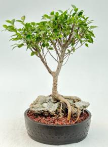 Ficus Retusa Bonsai Tree Root over Rock Style