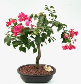 Flowering Bougainvillea Bonsai Tree (Pink Pixie)