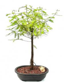 Bald Cypress Bonsai Tree (Taxodium Distichum)