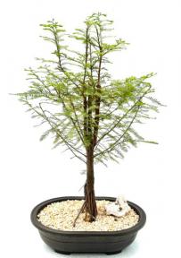 Bald Cypress Bonsai Tree with Exposed Roots (taxodium distichum)