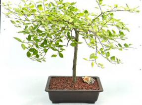 Flowering Weeping Pussy Willow Bonsai Tree (Salix Caprea 'Pendula')