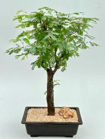 Flowering Horseflesh Mahogany Bonsai Tree (Lysiloma Sabicu)