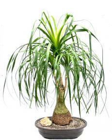 Ponytail Palm Bonsai Tree (Beaucamea Recurvata)