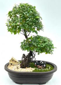 Flowering Sweet Plum Bonsai Tree with Curved Trunk & Exposed Root Style (Sageretia Theezans)