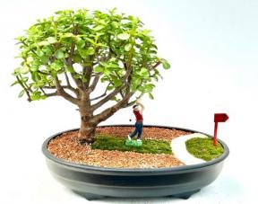 Baby Jade Bonsai Tree Miniature Golf Course Scene (portulacaria afra)