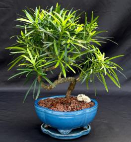 Flowering Podocarpus Bonsai Tree with Coiled Trunk (Podocarpus Macrophyllus)