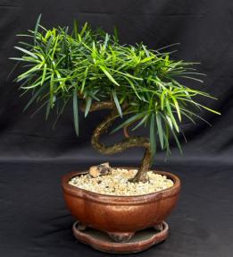 Flowering Podocarpus Bonsai Tree with Coiled Trunk