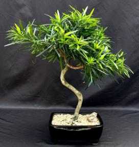 Flowering Podocarpus Bonsai Tree with Curved Trunk Style