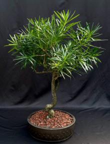 Flowering Podocarpus Bonsai Tree with Curved Trunk Style (podocarpus macrophyllus)