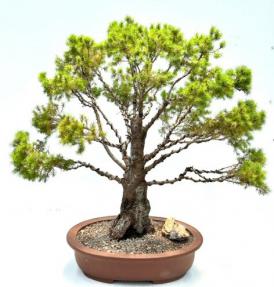 Dwarf Alberta Spruce Bonsai Tree (Picea Glauca Conica)