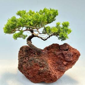 Juniper Bonsai Tree Trained In Lava Rock (juniper procumbens 'nana')
