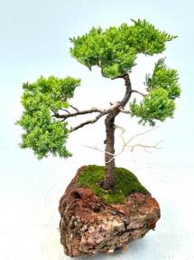 Juniper Bonsai Tree Trained in Jin Style In Lava Rock (juniper procumbens 'nana')