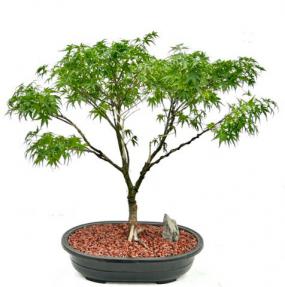 Sharps Pygme Japanese Maple Bonsai Tree, Jin Style Trained (acer palmatum 'sharps pygme')