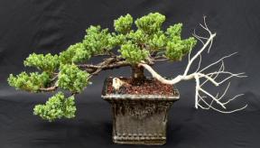Juniper Bonsai Tree, Jin Style Trained (juniper procumbens 'nana')