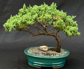 Trained Juniper Bonsai Tree (Juniper Procumbens 'Nana')