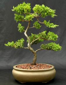 Juniper Bonsai Tree Trained (juniper procumbens 'nana')