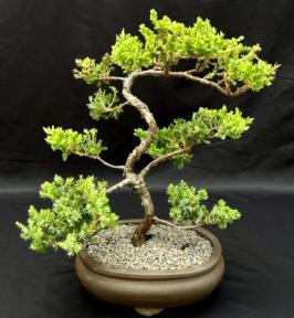 Juniper Bonsai Tree Trained (juniper procumbens 'nana')