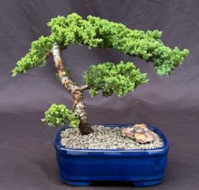 Trained Juniper Bonsai Tree (Juniper Procumbens 'Nana')