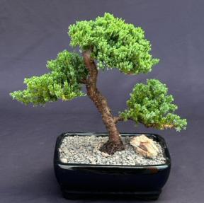 Trained Juniper Bonsai Tree (juniper procumbens 'nana')