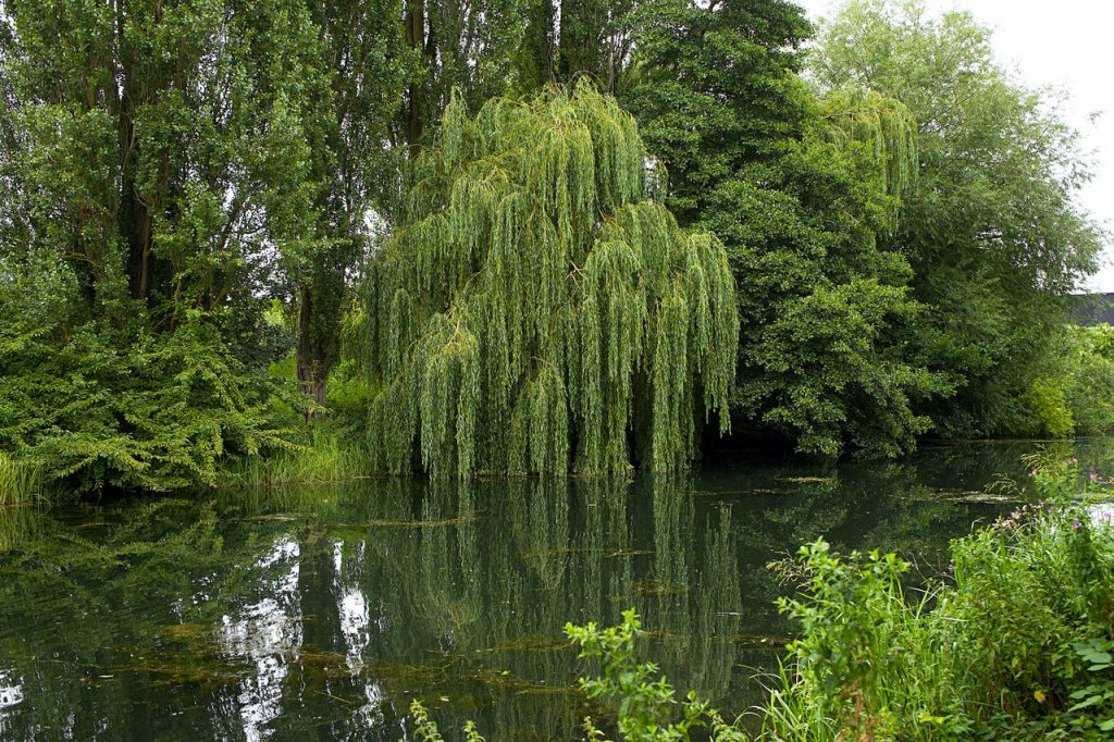 Weeping Willow Tree