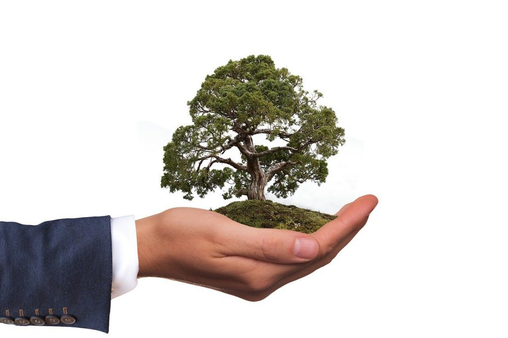 Hand holding a Bonsai Tree