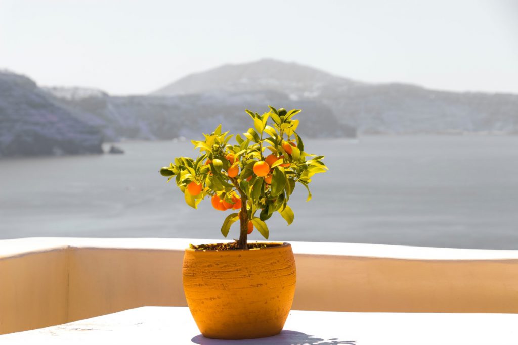 Bonsai tree with fruit